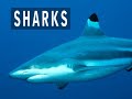 Sharks patrol these waters:  http://www.youtube.com/watch?v=-0dTSY3J8lw