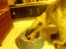 Anteater eats blended beef ribs Anteater eats blended beef ribs