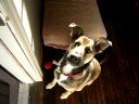 Newspaper Fetch
