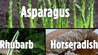 Growing Perennial Vegetables- Asparagus, Rhubarb, Horseradish