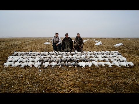 Spring Snow Goose Hunting 2014...116 bird day