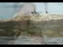  utubedrama Taraiscrushed Sonar