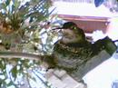 Baby Hummingbirds