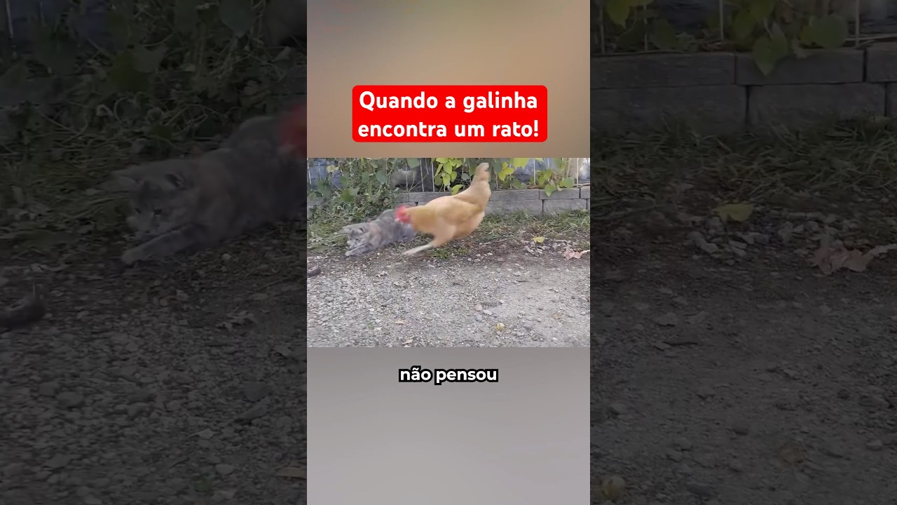 Quando Uma Galinha Encontra Um Rato Isso Acontece