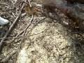 videos de I taglialegna