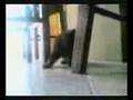 videos de Tobi ebredes