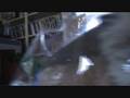 videos de Star War Persian Cats