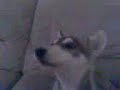 Sheira my siberian huski