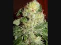 Terence Mckenna - Legalizing Marijuana