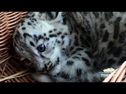 Berlin:Tierpark Berlin - Kitai, der kleine Schneeleopard (Kitai, the little snow leopard)