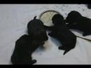 L Litter @ 3 Wks (Starting to eat)