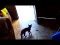 saltamonte VS gata �quien ganara ?