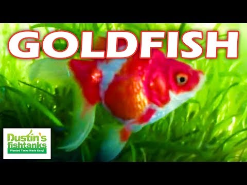 how to take care of a red ryukin goldfish