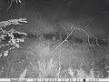 Cougar at night