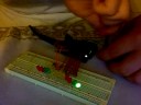 Arduino With Potentiometer and 12 LEDs