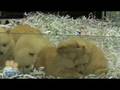 Purebred Pomeranian puppies