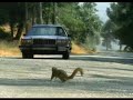 Ghetto Squirrels