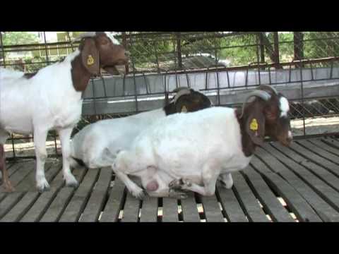 boergoat farming - Husbandry of Goats.
