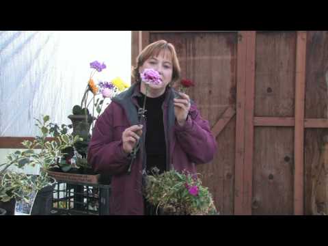 how to grow dianthus