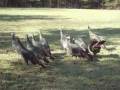 videos de Wild Turkeys 02