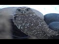 Burrowing Owl Up Close!
