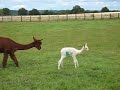 Cria or Baby Alpaca (2 hours old) takes a walk