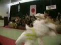 kyokushin MKKK