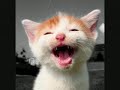 lachende katzen lachende katzen
