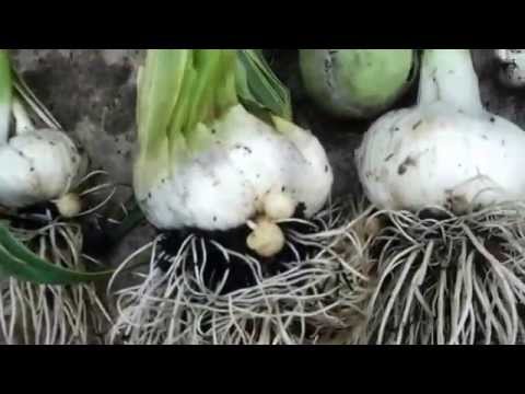 how to harvest elephant garlic