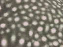 UWE HAHN (Producer) - WHALESHARK + KOH TAO +