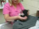 stray kittens stray kittens