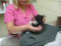 stray kittens