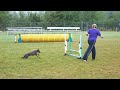 Xolo Agility Baalche NADAC Run.MOV