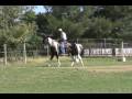 Homozygous Missouri Foxtrotter mare Gaited trail horse fox trotter for sale video under saddle in the pasture