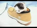 small cute kitten 2