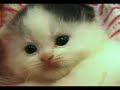 Small Cute Kitten 2
