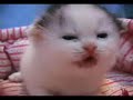 small cute kitten 2