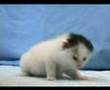 Small Cute Kitten 2