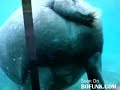 Hippo POOP