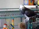 Bird with Feet Bird with Feet