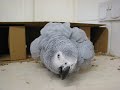 Socs in a box