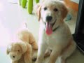 Dino the Golden Retriever - Mission Possible