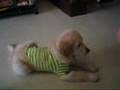 Golden Retriever video