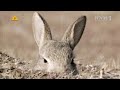 KRÓLIK PO BERLIŃSKU reż. Bartek Konopka 4/5