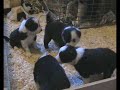 border collie puppies border collie puppies