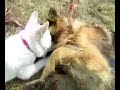ホワイトシェパード　パピー