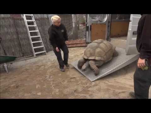 See video