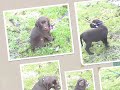 Brandy - The early years