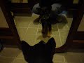 黒豆柴まめすけ　鏡に映った自分に吠える