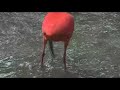 Scarlet Ibis